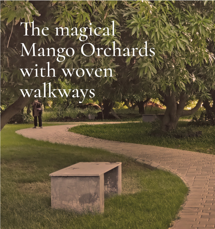 Mango tree