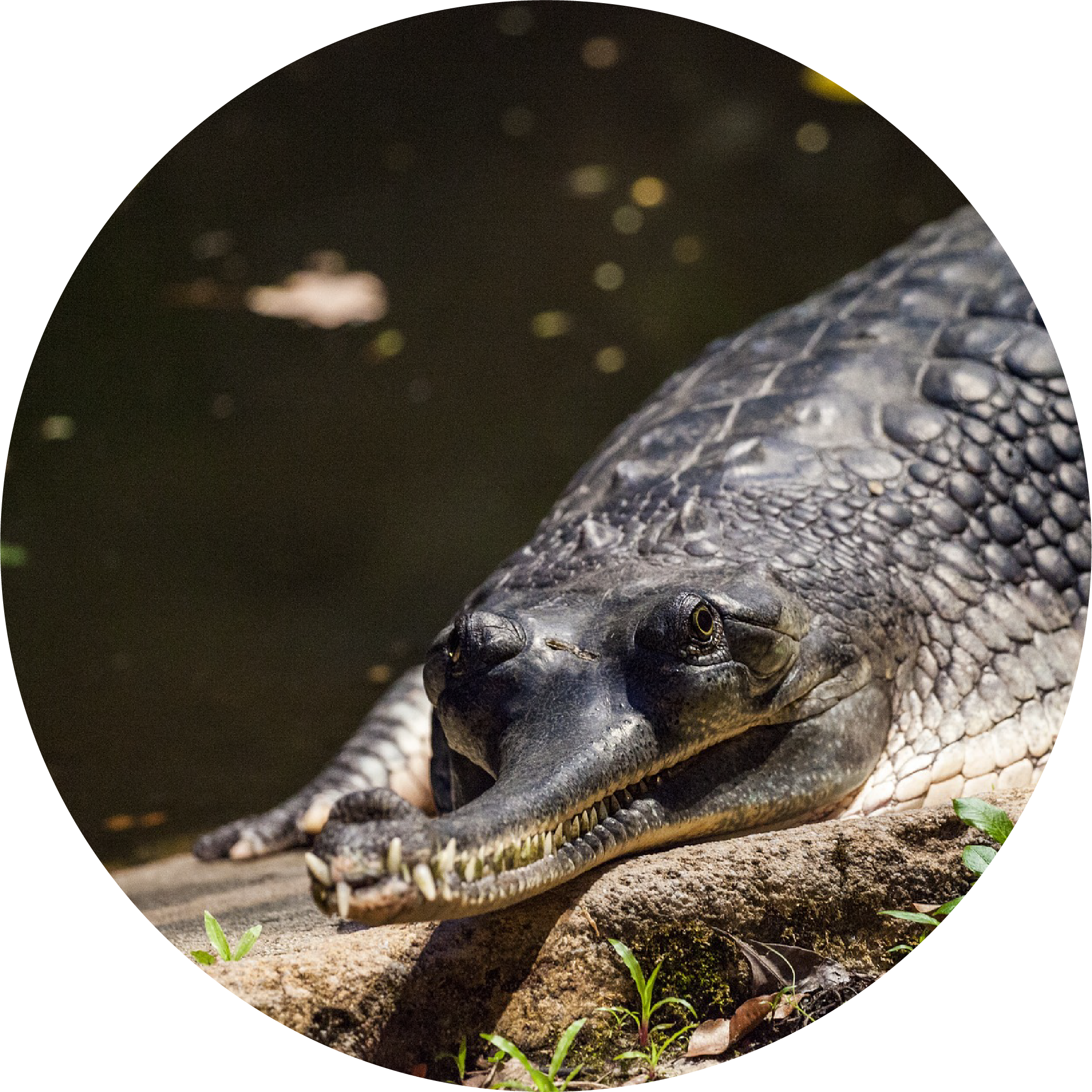 Reflection Sky Villas